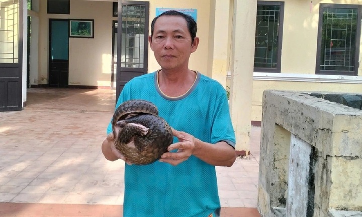Đà Nẵng: Phát hiện cá thể động vật quý hiếm trôi dạt gần bờ biển, người dân trình báo cơ quan chức năng