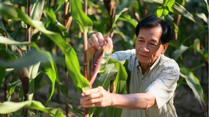 Cây trồng biến đổi gen đã có mặt ở 73 quốc gia trên thế giới