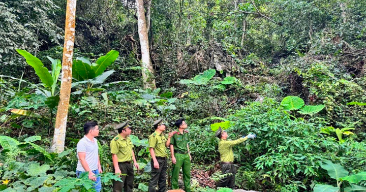 Liên tiếp giải cứu, tái thả động vật hoang dã quý hiếm tại nhiều địa phương