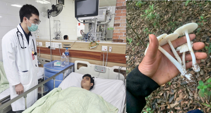 Ăn nấm hái trong rừng, nhiều người suy gan, suy đa tạng nguy kịch