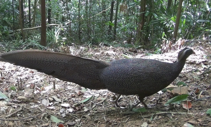 Bẫy ảnh