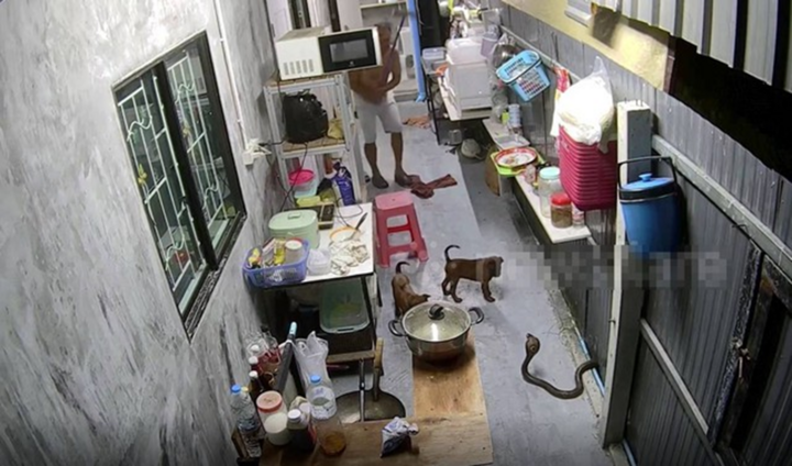Camera ghi lại cảnh tượng kinh hoàng, rắn hổ mang bò vào bếp định tấn công chó nhà