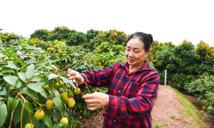 Tin tức kinh doanh mới nóng nhất hôm nay (17/5): Nghịch lý vải chín sớm được giá nhưng nhà vườn vẫn hụt thu
