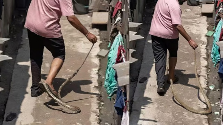 Người đàn ông tay không bắt rắn trước đám đông, điều tồi tệ đã xảy ra chỉ trong vài giây ngắn ngủi