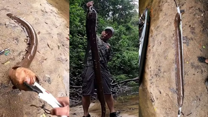 Người đàn ông “vật lộn” với lươn điện khổng lồ dài 2 mét, bị giật đau đớn giữa sông