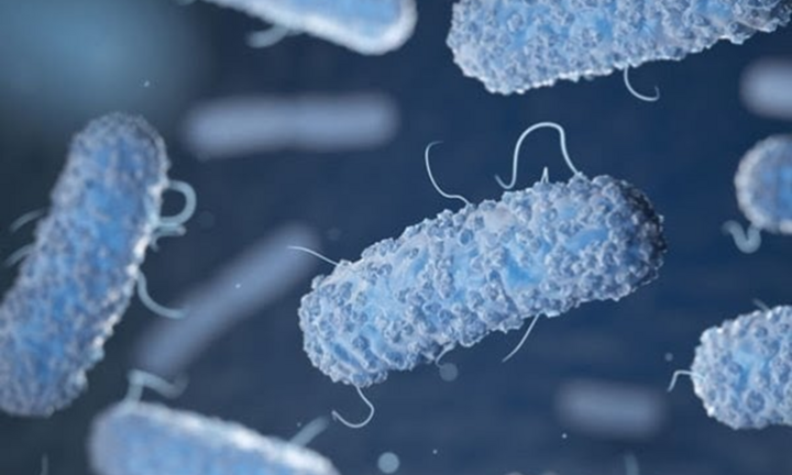 Vụ nghi ngộ độc sau khi ăn bánh mì ở Gia Lai: 7/30 mẫu bệnh phẩm dương tính với Salmonella