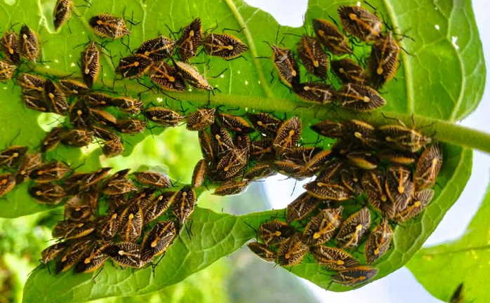 Sáu người ở Thanh Hóa bị ngộ độc nghi do ăn bọ xít 