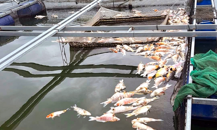 Hơn 150 tấn cá nuôi lồng bè ở hồ Trị An chết hàng loạt: Lấy mẫu cá, nước khu vực để làm rõ nguyên nhân