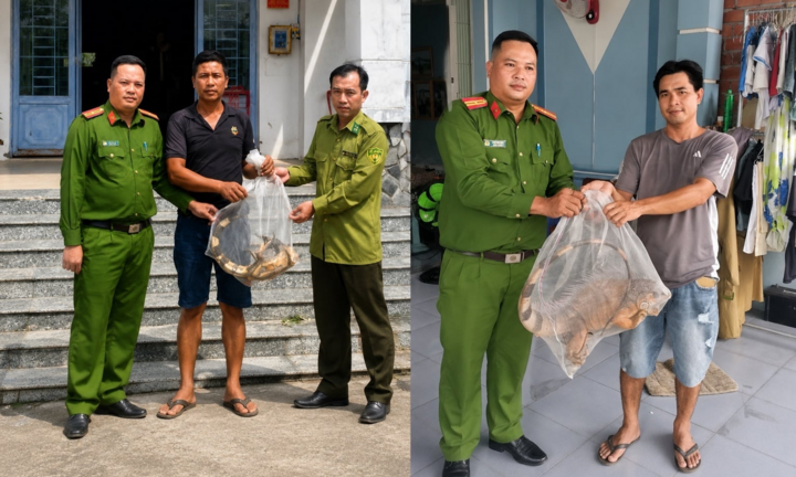 2 con rồng Nam Mỹ vừa được người dân giao nộp ở An Giang quý hiếm cỡ nào?