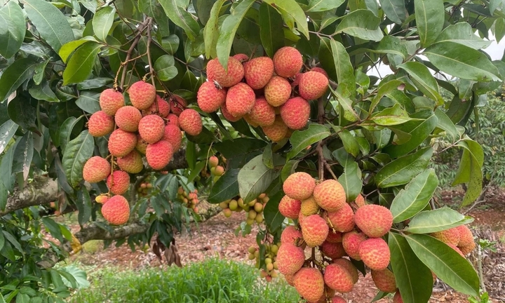 Tin thị trường 24h: Vải thiều Bắc Ninh 
