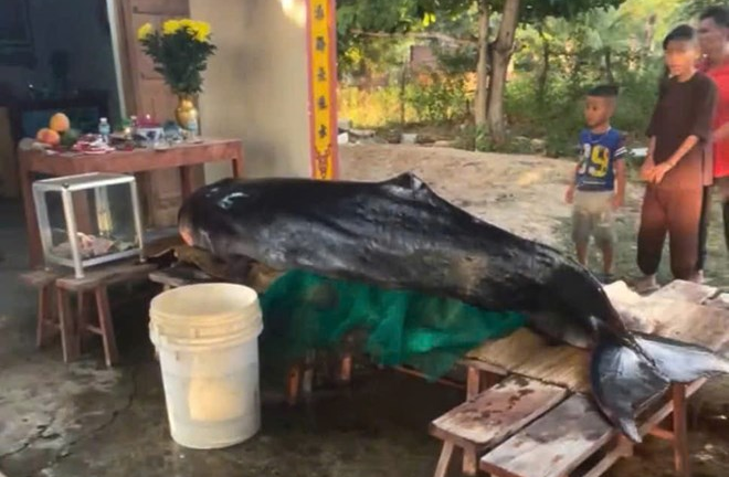 Cá voi dài 3m trôi dạt vào bờ ở Khánh Hòa, trên thân có nhiều vết thương