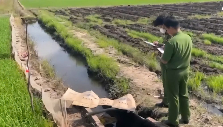 Giăng điện bẫy chuột ở ruộng lúa, người đàn ông nghi bị điện giật tử vong tại Đồng Tháp