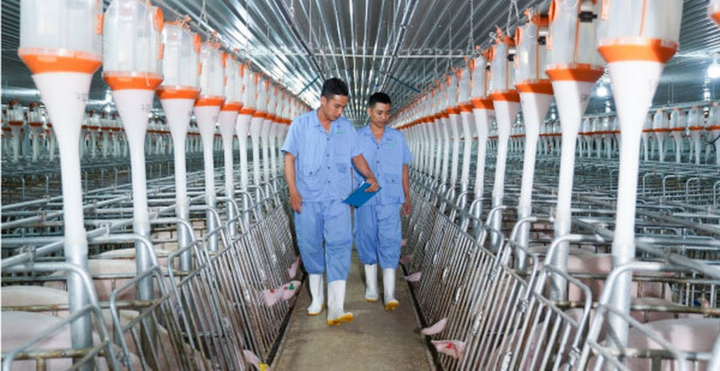 Vì sao Công ty cổ phần Nông nghiệp BAF Việt Nam bị xử phạt hơn 800 triệu đồng?