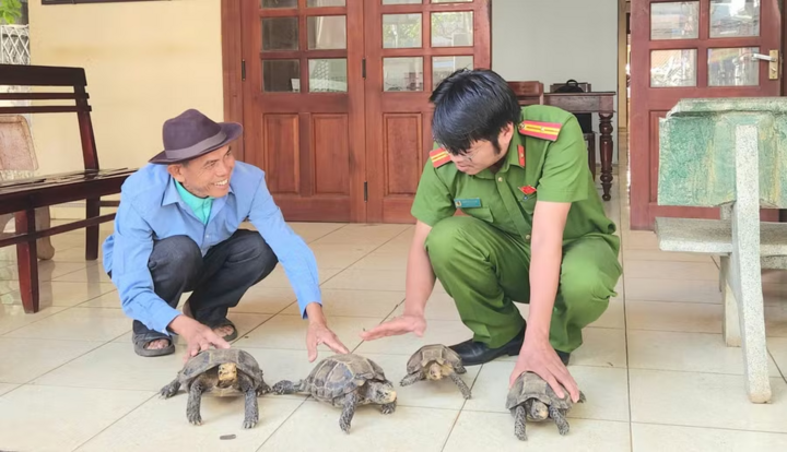 Tin tức thời sự 24h: Người dân giao nộp 4 cá thể rùa núi viền quý hiếm 