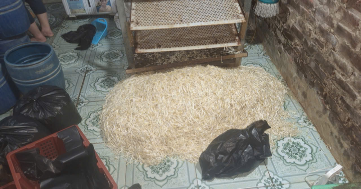 Khởi tố chủ cơ sở sản xuất gần 800kg giá đỗ sử dụng chất cấm ở Hưng Yên