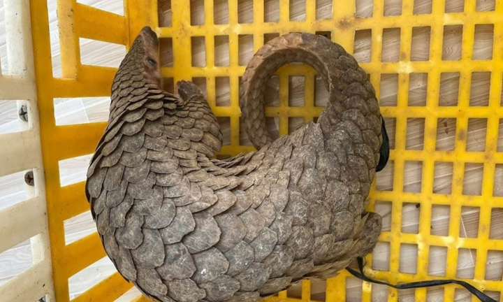 Phát hiện con vật quý hiếm, nặng 10kg 