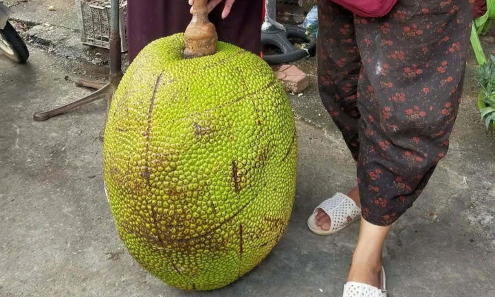 Cận cảnh quả mít nặng 53kg ở Lạng Sơn, cả chợ đổ đến xem, bổ ra ai cũng bất ngờ