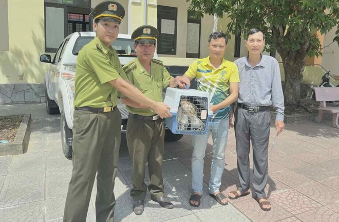 2 con chim ưng Ấn Độ quý hiếm