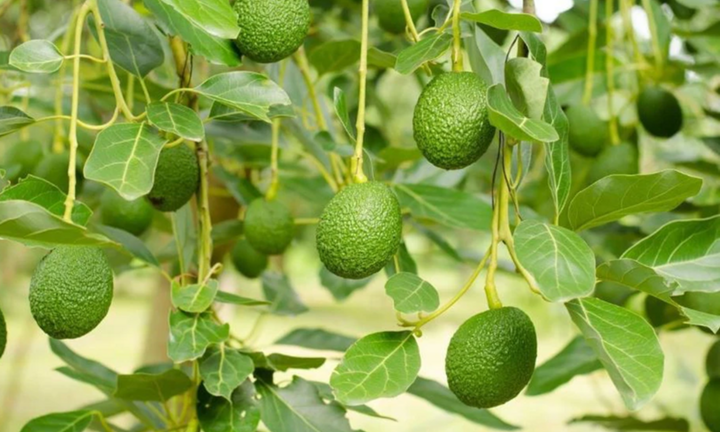 Loại quả được báo Tây vinh danh  "tốt nhất thế giới ", ở Việt Nam hễ ra chợ là thấy, giá cả hợp lý