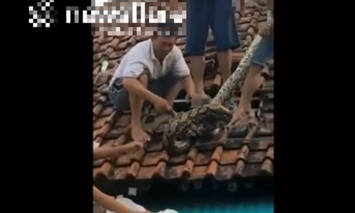 Ngước nhìn lên mái nhà, gia đình hoảng hốt thấy trăn khổng lồ dài 4 mét