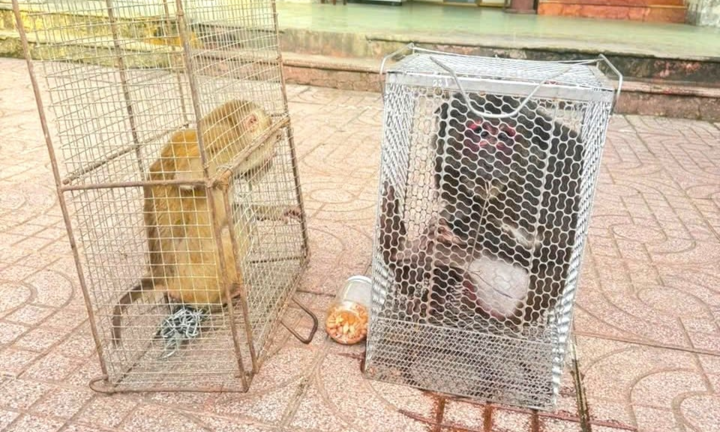 Người dân Nghệ An giao nộp 1 con khỉ đuôi lợn, 1 con khỉ mặt đỏ quý hiếm