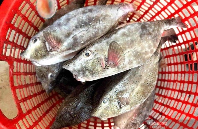 Bán cá bò hòm 2,9 triệu đồng/kg, chủ bè bị phát hiện 3 vi phạm, phạt hơn 20 triệu đồng