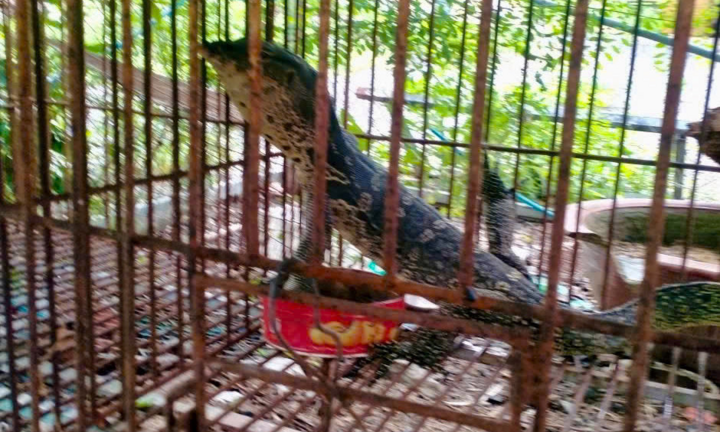 Phát hiện con vật dài 1,3m, toàn thân phủ hoa văn như