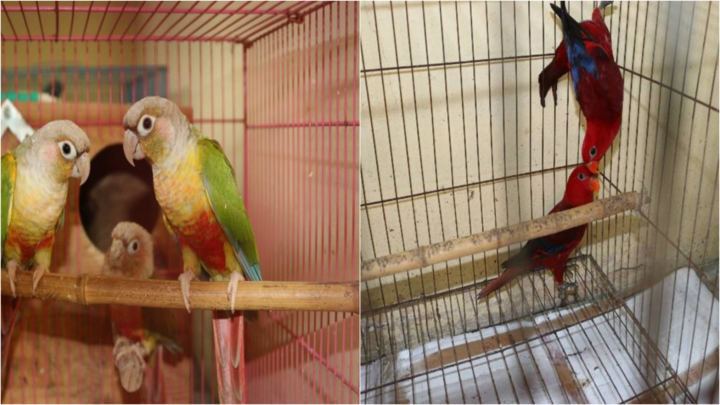 Khởi tố vụ nuôi nhốt trái phép cá thể rùa cựa châu Phi, vẹt đỏ, vẹt má xanh