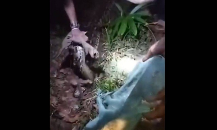 Bị trăn khổng lồ tấn công trên đường về nhà, người phụ nữ 48 tuổi không qua khỏi