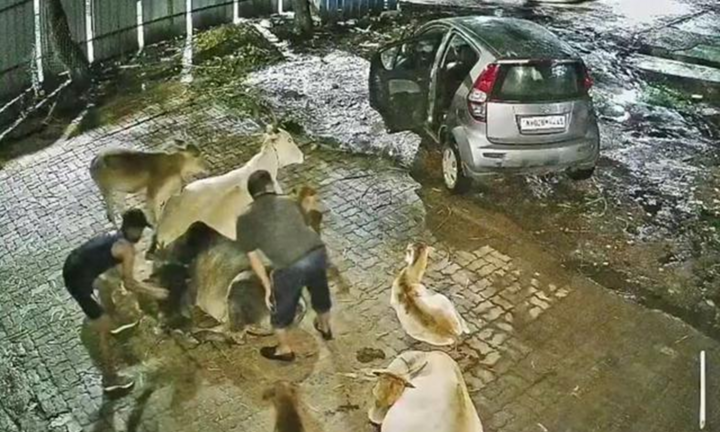 Bò bị kéo lên ô tô giữa đêm, camera ghi lại toàn bộ vụ trộm táo tợn