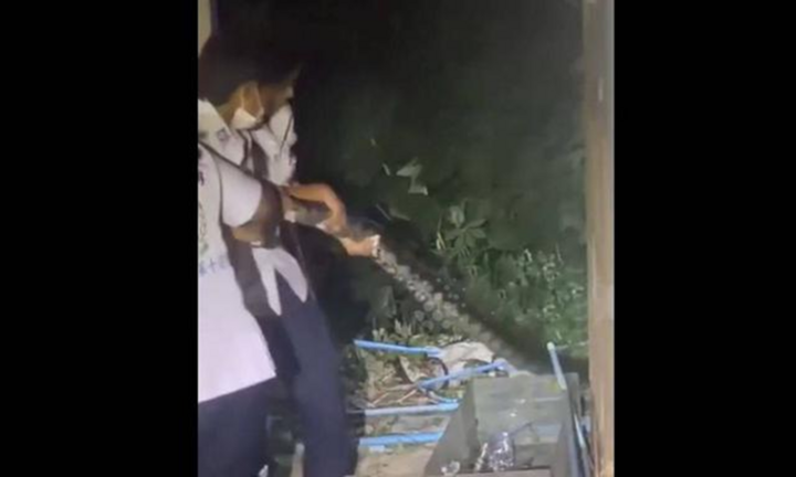 Phát hiện trăn khổng lồ dài 4,5 mét bò vào vườn nhà dân lúc đêm muộn