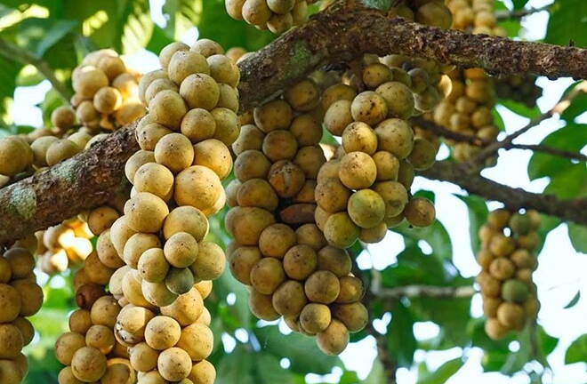Loại quả mọc chi chít trên thân cây, bóc ra như 