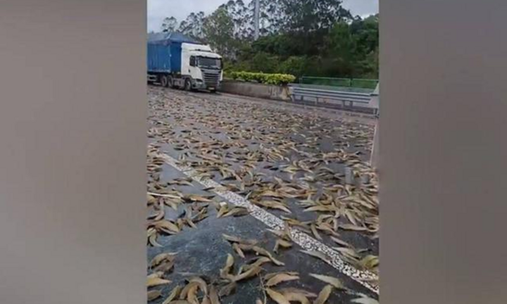 Xe tải nổ lốp lật nhào trên cao tốc, hàng nghìn con cá sống đổ tràn xuống đường
