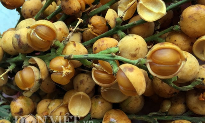 Loại quả lạ miệng ở Quảng Ngãi, chín tự nứt vỏ, ăn một lần là nhớ mãi