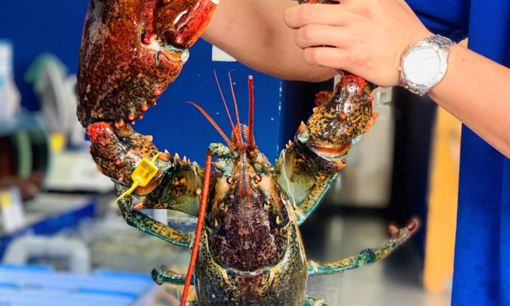 Thị trường 24h: Vì sao tôm hùm Canada có giá rẻ 1 triệu đồng/kg?