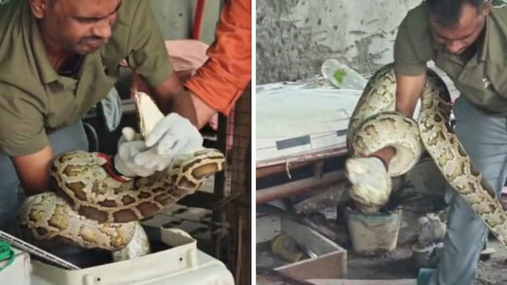  Phát hiện trăn khổng lồ nằm cuộn tròn ngay dưới gầm giường