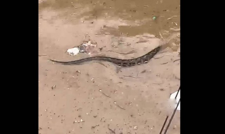 Hãi hùng trăn khổng lồ bơi giữa phố ngập, tìm cách chui qua cổng nhà dân
