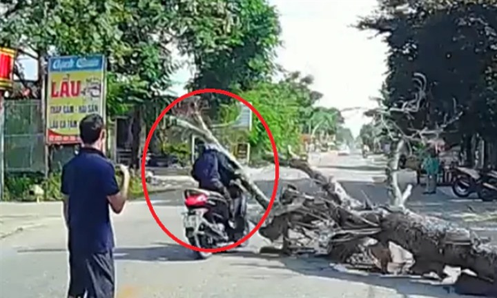 Vụ chặt hạ cây đổ đè chết người đi đường: Danh tính người cưa cây vừa bị công an triệu tập