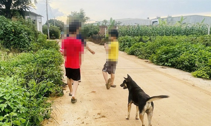Bị chó cắn 2 lần không tiêm vắc xin, bé trai 6 tuổi ở Gia Lai tử vong vì bệnh dại