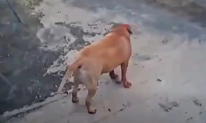Xót xa người phụ nữ 70 tuổi bị chó Pitbull cắn tử vong ngay trong nhà 