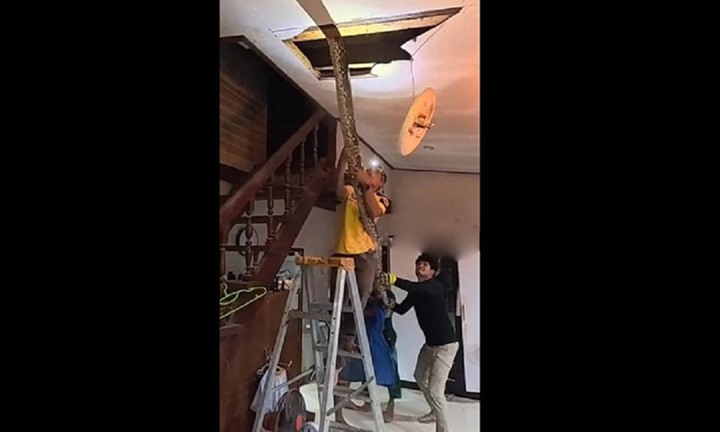 Nhóm cứu hộ  "vật lộn " với trăn khổng lồ dài 4,8 mét, nặng 66kg trên trần nhà dân