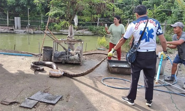 Trăn khổng lồ dài 3,55 m bò vào giữa ao, cảnh tượng săn vịt khiến người dân hoảng hốt
