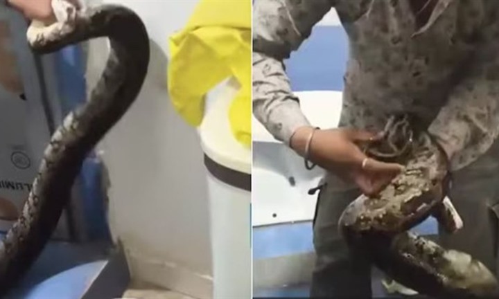 Mở cửa phòng tắm, người dân hoảng hốt phát hiện con trăn dài 3 m cuộn mình bên trong
