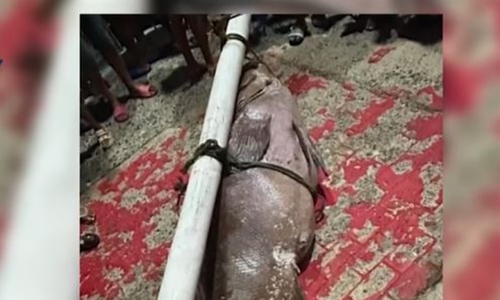 Cận cảnh con cá mú khổng lồ nặng 130kg, ngư dân đánh bắt được trên biển