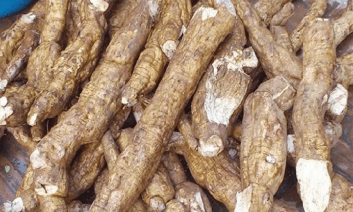 Loại củ quen thuộc tại các vùng quê, được ví như  "nhân sâm bình dân "