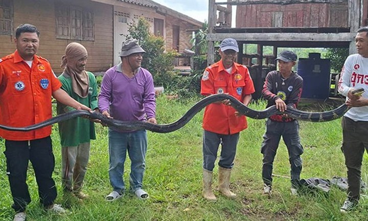 Bắt sống rắn hổ mang chúa dài 4,3 mét, nặng 20kg bò vào nhà dân