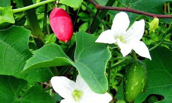 Thứ quả mọc dại bờ rào miền Tây, nhìn qua tưởng cỏ dại, xào với thịt ngon  "nhức nách "