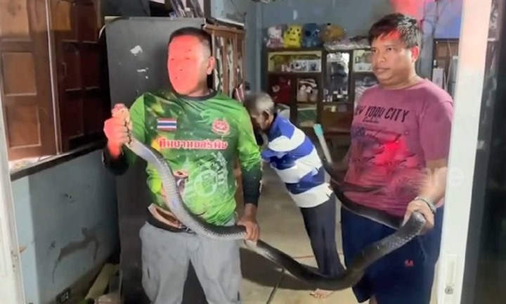 Bắt sống rắn hổ mang chúa cuộn tròn sau tủ quần áo