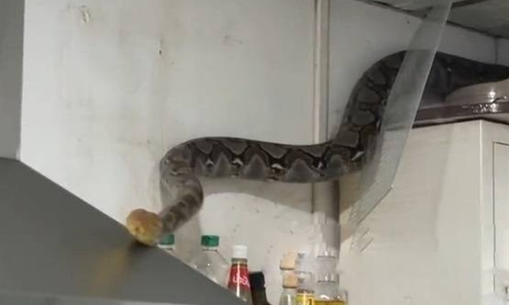 Bắt sống trăn  "khủng " dài 4 mét đang trườn bò ngay trên nóc tủ bếp nhà dân