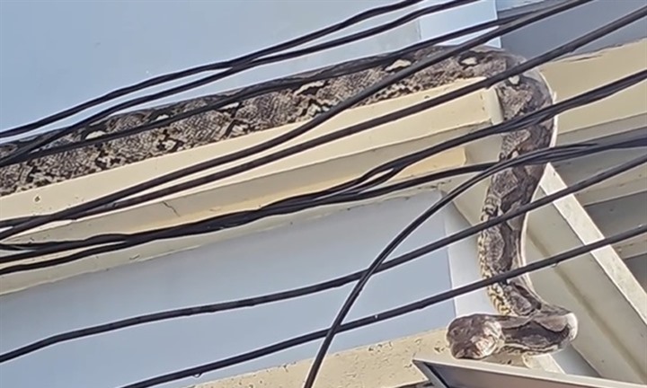 Trăn khổng lồ dài 4,5 mét bò lên mái nhà, gia chủ hốt hoảng gọi người bắt rắn
